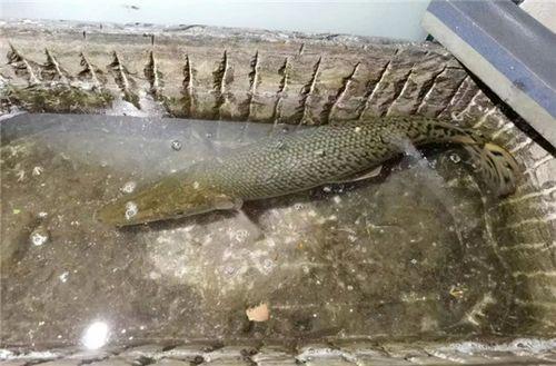 新闻爆料鳄雀鳝视频大全,惊现水中霸主！鳄雀鳝视频大全揭秘神秘生物